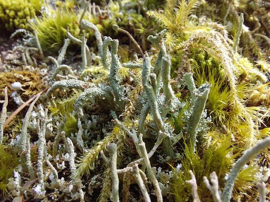 the closest zoomed-in view of a small patch of the lichens (that someone else can certainly identify by name), tendril-like vertical poles with rough scruffy surfaces, and more fluffy moss in the background