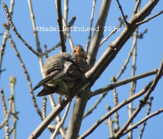 De zij- en onderkant van een kramsvogel in een kale boom, de kramsvogel zit als bolletje en de snavel wijst naar de fotograaf, 
De foto is van schuinonder genomen en de staart is het dichtse bij op de foto.