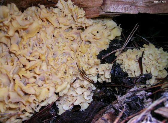 Sparassis radicata mushroom image.