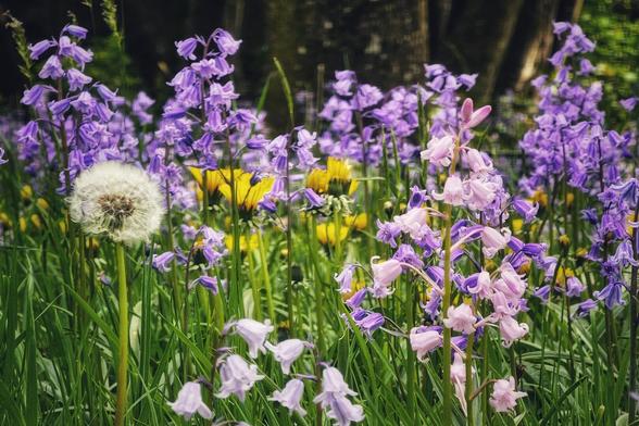A close-up shot of a field filled with purple and pink bluebell flowers, yellow dandelions, and a single white, fluffy dandelion seed head in focus. Green grass blades are visible throughout the scene, and blurry trees form a backdrop.