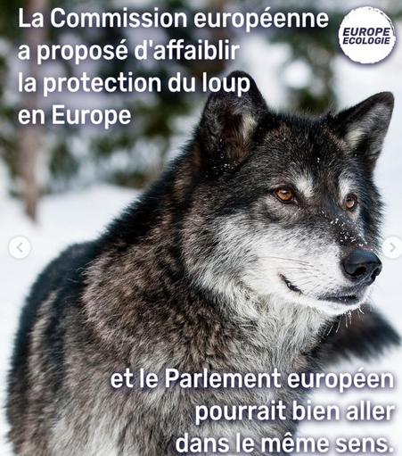 Photo de loup