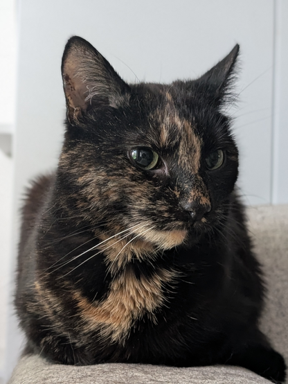 A tortoiseshell cat loafing on the arm rest of a couch, photographed from the front and she is looking slightly to the right.