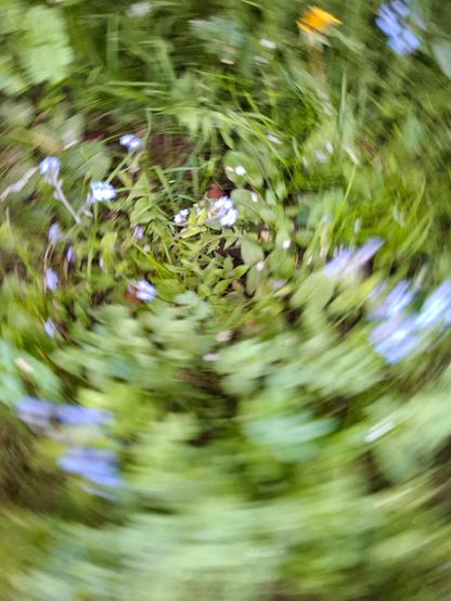Blurred image of a grassy field with blue and yellow wildflowers, showing a distinct swirling motion blur effect that creates a vortex-like pattern centered around small blue forget-me-nots flowers (myosotis sylvatica), surrounded by green leaves and stems.