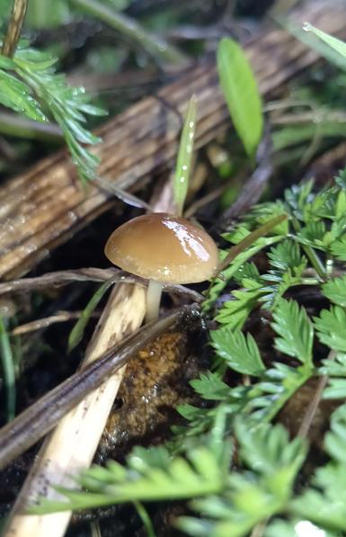 photo of a tiny light brown mushroom with a thin pale stalk and round, wet cap. it grows amidst moss, plant debris and wild herbs on the ground
