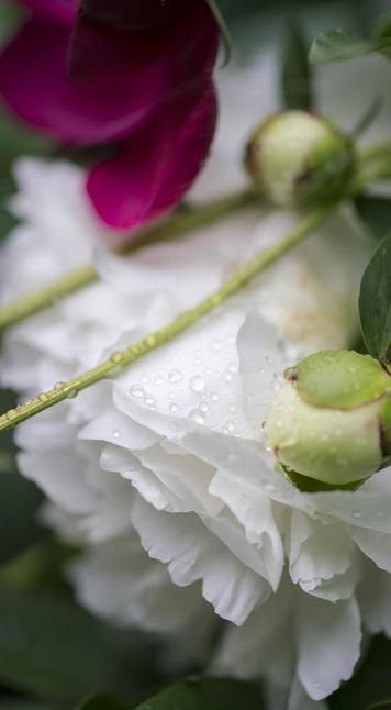 color photograph with shallow depth of field. Rain on petals of a white peony, with two buds of the white peony. At the top of the frame are a few petals of an opened deep red peony