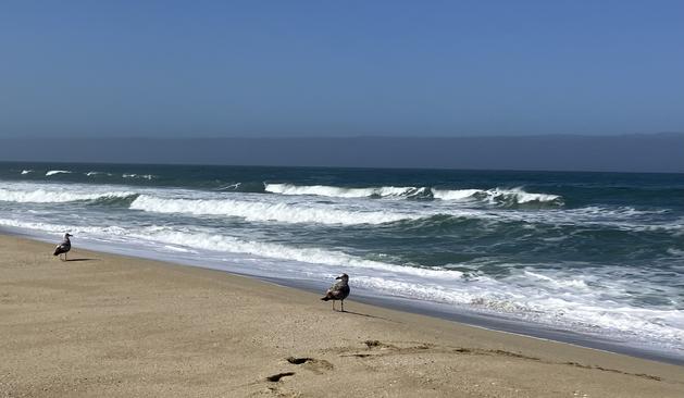 Small-ish waves crashing into the beach, where two birds — gulls? — stand. The sky is a clear blue, and there's a sizable fog bank in the distance.