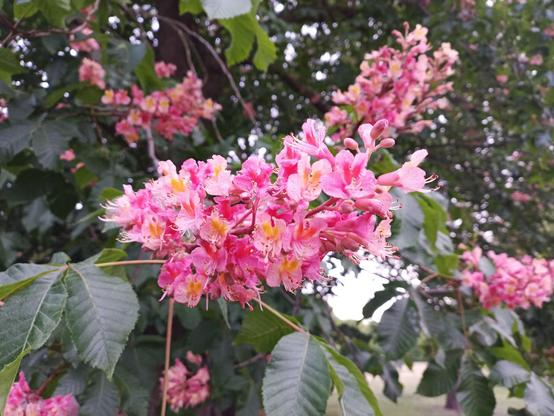 Ein Blütenstand mit zahlreichen kleinen Blüten in leuchtendem Pink und Gelb steht im Mittelpunkt des Bildes. Die Blüten sind trichterförmig mit auffälligen Staubblättern und wachsen in einer dichten, aufrechten Rispe. Die umgebenden Blätter sind groß, grün und gefiedert mit gezacktem Rand.