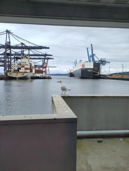 Photo of a seagull perched on a wall overlooking a waterway with cargo ships and cranes active in the distance. The sky is cloudy and the water is gray.