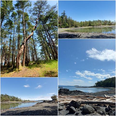 Collage showcasing various coastal scenery. The upper left features a dense forest with tall trees reaching towards a bright blue sky. The upper right and lower left both display rocky shores, calm water inlets reflecting the sky, and distant treelines. The lower right presents a rocky beach scattered with driftwood, leading to a view of a bay and distant islands under a clear, partly cloudy sky. A central, large panel shows a bright sunny sky sparsely dotted with white clouds.