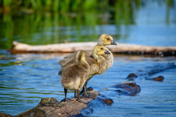 Color photo.  Three tawny Canada Goose goslings standing in a row on a floating log.  The closest has its back to the viewer.  The middle one and the far one are facing to the right.