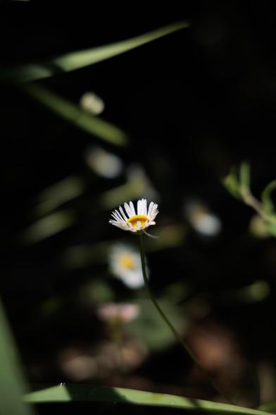 A slender white flower with a yellow center stands out against a dark background, surrounded by soft green foliage.