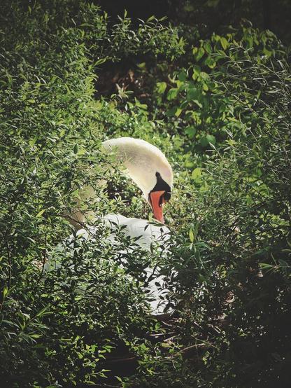 The portrait-orientated daytime image shows a white swan with an orange beak and black coloration at the base of the beak and around the nostrils. The bird's head and neck are visible, and its body is partially obscured by green leaves and branches. The foliage surrounds the bird, with some in the foreground and some in the background.