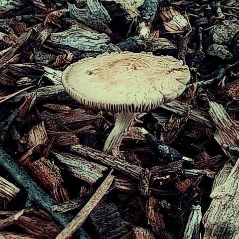 A lone Agrocybe mushroom in wood chips.