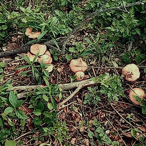 wine cap mushrooms in wood chips.
