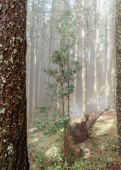 A small tree against a forest background in the fog, a fallen tree and bark entering the frame