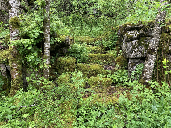 Old stairs covered in moss & bonsai sized trees