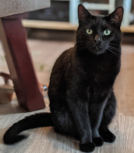 A cat sitting on the livingroom floor looking towards the person holding the camera. Behind him you can see, quite blurry, some furniture with audio equipment.

He's sitting upright and has a slightly demanding look on his face. I guess he rather that I give him some snacks than take a picture.