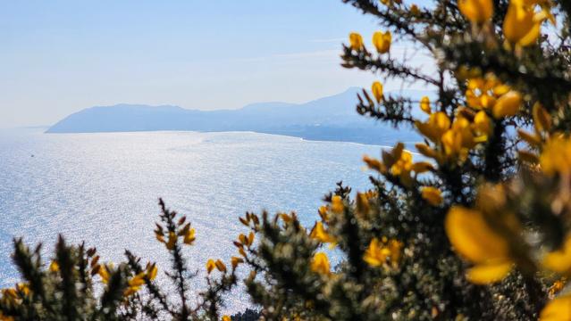 Peering past bright yellow gorse flowers in bloom to a sparkling blue sea and hazy mountains in the background under a clear, light blue sky.