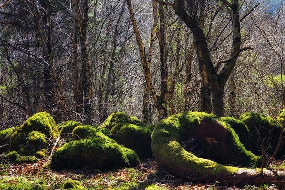 Sunlight filters through a canopy of bare and budding trees, illuminating a forest floor scattered with large, rounded rocks completely blanketed in vibrant green moss. A fallen, decaying log, also thickly covered in moss, curves prominently across the foreground, creating a natural arch. The background features a dense collection of trees, some with smooth, light-colored bark, others darker and more textured, suggesting a mix of species. Patches of bright green new growth peek through the understory, hinting at the arrival of spring. The overall scene evokes a sense of peacefulness and the lushness of a damp woodland environment.