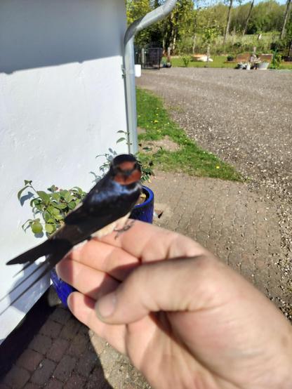 A hand upon which sits a mildly puzzled-looking barn swallow, looking at the camera.