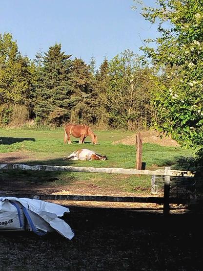 A sunny grass field with trees in the background. A large chestnut draft horse watches over a sleeping bay pinto pony.