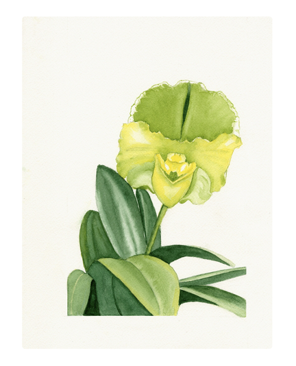 Full of grace and beauty, the Paphiopedilum orchid reigns supreme over the flower world. Also known as the Venus slipper, this orchid has an eye-catching lip, slender stem and sweeping petals that seem to have sprung straight from a fairytale. With tall, attractive green foliage, this plant is very pleasant to look at even without flowers. However, the flowers are certainly worth it: russet, yellow or green, with attractive markings and an elegant voluptuous shape.

The name is derived from Paphos, a town in Cyprus, where the goddess Aphrodite arose from the sea, and ‘pedilion’ which means ‘slipper’ in classical Greek. Ironically enough there is not a single wild Paphiopedilum to be found anywhere in Cyprus. The orchid was officially described for the first time in 1886 and created great excitement amongst Victorians because of its somewhat erotic appearance. For that reason Paphiopedilum is still viewed in the symbolism of plants as an exciting gift between lovers.