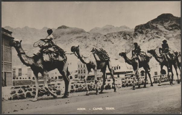 Monochrome real photographic postcard showing a view of a camel train at Aden.

Published by Thomas of Fleet Street Ltd, London, Bondfix Series, not numbered, c.1950s.

Postally unused.

Very good condition, with very slight corner bumps.