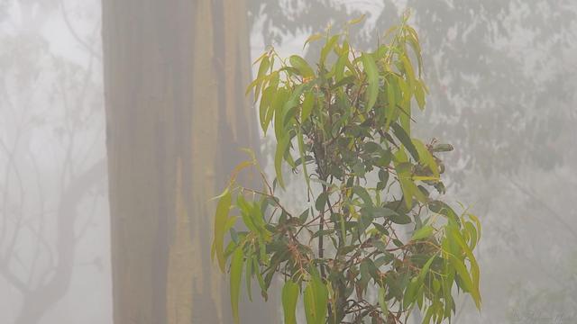 A young gum tree stands right of centre, moisture laden from the fog, it's leaves a golden green in the soft ambient light.  A yelllow and gray trunk of a much larger tree stands behind it, others further behind lost in the mist, shapes in the grey.
