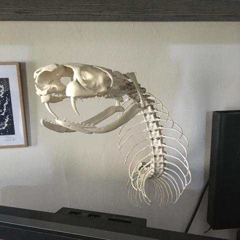 A photo of a 3d printed King cobra skeleton, mounted on a wall.
