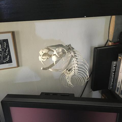 A photo of a 3d printed King cobra skeleton, mounted on a wall.