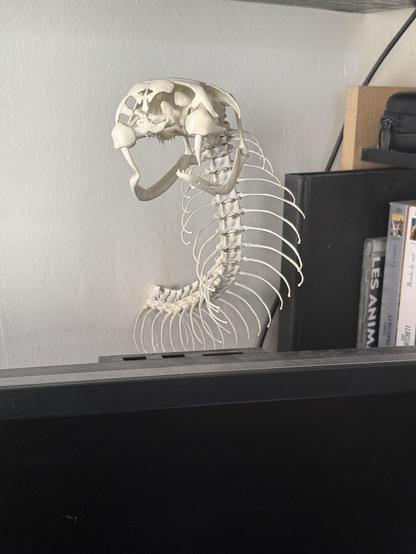 A photo of a 3d printed King cobra skeleton, mounted on a wall.