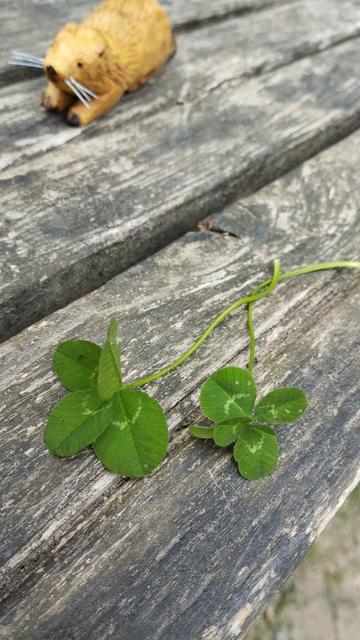Un trèfle à 4 feuilles et un autre à 6 feuilles. En arrière-plan un ragondin en bois