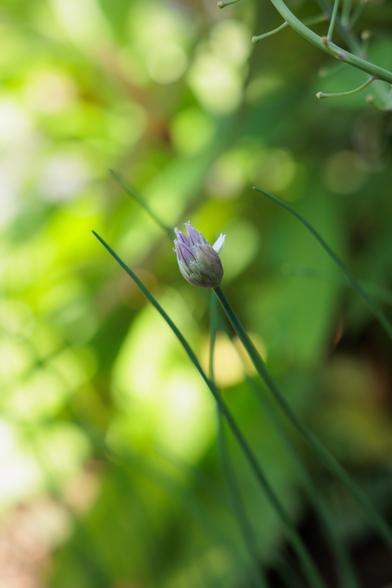 A close-up of a chive flower bud surrounded by slender green chive leaves, against a soft, blurred green background.