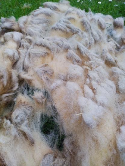 A white and somewhat dirty sheep fleece laid out on grass. A few daisies spot in the background.