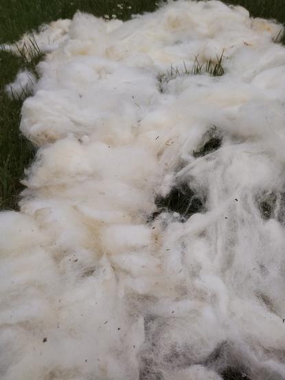 A clean white sheep fleece lying on grass.