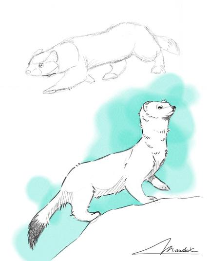 Dessin naturaliste au crayon de 2 hermines. L'une chasse et l'autre semble intéressée par quelque chose en hauteur... Fond numérique de couleur vert d'eau.