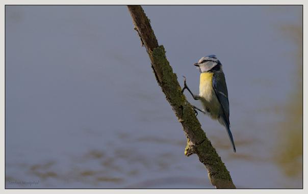 Ein kleiner Vogel, der auf einem fast senkrechten moosbewachsenen Zweig sitzt, mit einem weichen unscharfen Hintergrund aus Wasser. Der Vogel hat ein blaues und gelbes Federkleid mit einem weiß-grauen Kopf. Ein Fuß des Vogels ist leicht angehoben, so dass der Eindruck entsteht, der Vogel würde an dem Zweig tanzen.

A small bird is sitting on an almost vertical mossy branch against a softly blurred background of water. The bird has blue and yellow plumage with a white and gray head. One of the bird's feet is slightly raised, giving the impression that the bird is dancing on the branch.