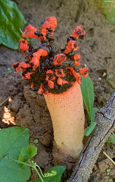Lysurus corallocephalus mushroom image.