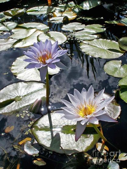 I captured this image at a beautiful Waterlily farm in the north of Sydney, NSW, Australia. What beautiful ponds and such a great variety of waterlilies they had.

This image shows a serene pond scene featuring two blooming water lilies. The flowers have delicate, pale purple petals with bright yellow centers, standing tall above the water. Surrounding them are numerous green lily pads floating on the surface, some with a sheen from the sunlight. The water reflects the sky and clouds above, adding a sense of depth and tranquility to the image.

By Kaye Menner Photography.

THE FINE ART AMERICA LOGO WILL NOT APPEAR ON PURCHASED PRINTS OR PRODUCTS.