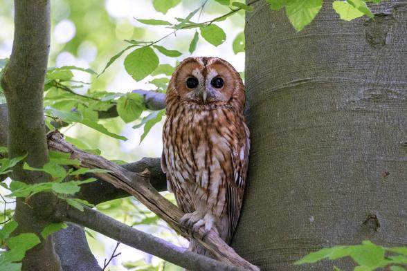 Photo of a brown owl sitting in a tree. The owl looks at the camera.