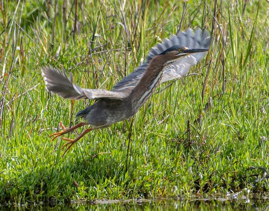 A Green Heron taking off, neck stretched out and head and neck showing against its left wing as it leaves the ground.  Yellow legs trailing.  Grass in the background, some water can be seen just at the foot of the frame.  The bird has a grey-blue body, the neck is cinnamonon the sides and cheeks, white stripey down the front.  Long pointed dark bill and green-blue crown.  Yellow eyes.  The outer edges of the wings are blue-grey, blurred by motion.
