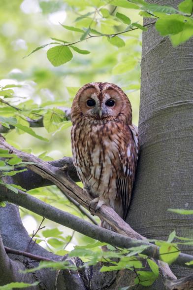 Photo of a brown owl in a tree. The owl looks at the camera.