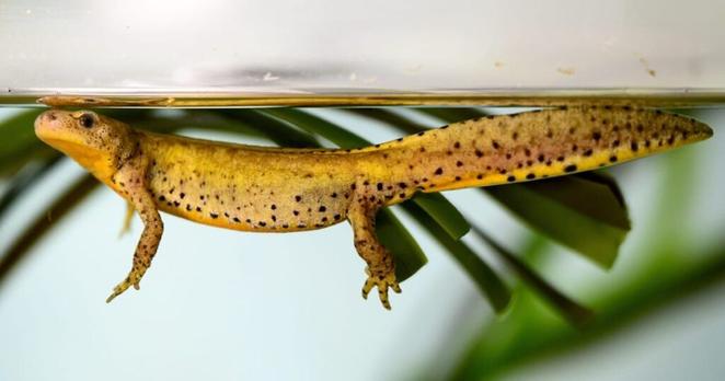 EU says British war on newts could violate Brexit deal – POLITICO