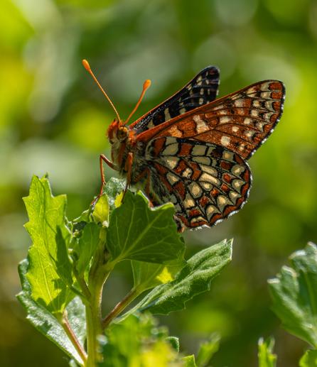 A Variable Checkerspot Butterfly on green leaves.  The butterfly is patterned in brown and cream, with the upper wings looking more black and cream with orange spots.  Out of focus greenery in the background.  China Camp trails, Marin County, California.