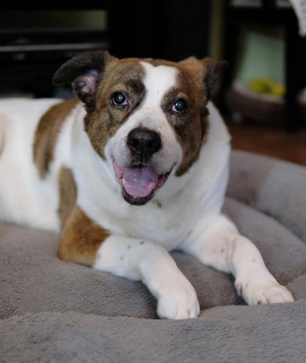 A white and brown dog lying on his bed sort of smiling at the camera