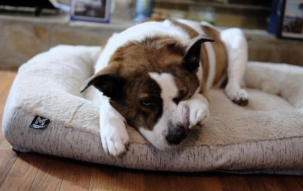 A white and brown dog is lying on his bed and scratching the left side of his face, while the right eye is wide open.