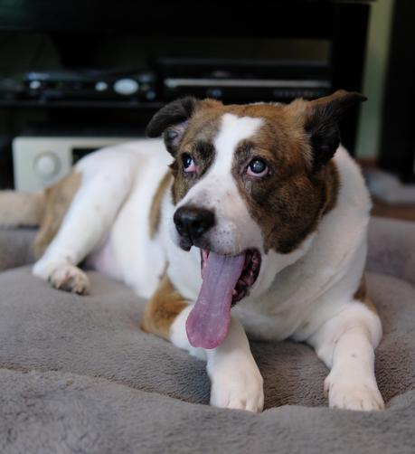 A signature long tongue out shot of a white and brown dog lying on his bed, looking toward the top left side of the screen