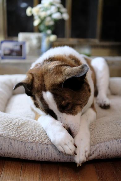 A white and brown dog lying on his bed with his front paws hanging out of the edge as he groom himself. A vase of white/yellow flowers in the back.