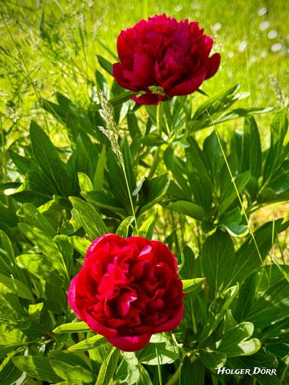 Zwei tiefrote Pfingstrosen blühen inmitten grüner Blätter und Gräser im Sonnenlicht. Die hintere Blüte ist leicht unscharf, was Tiefe und Natürlichkeit verleiht.