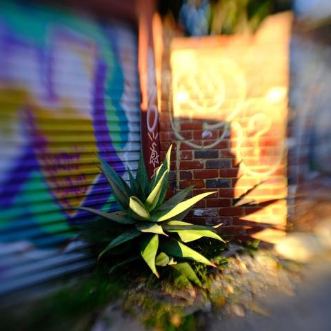 A large agave plant grows in a colourful laneway bathed in golden setting sunlight